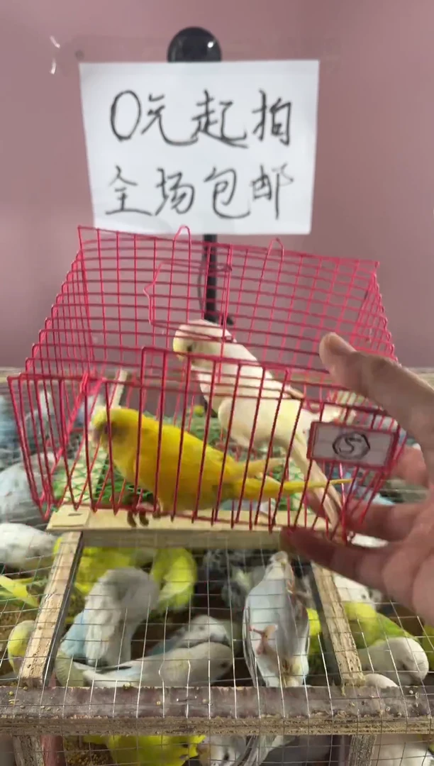 虎皮鹦鹉虎皮鹦鹉