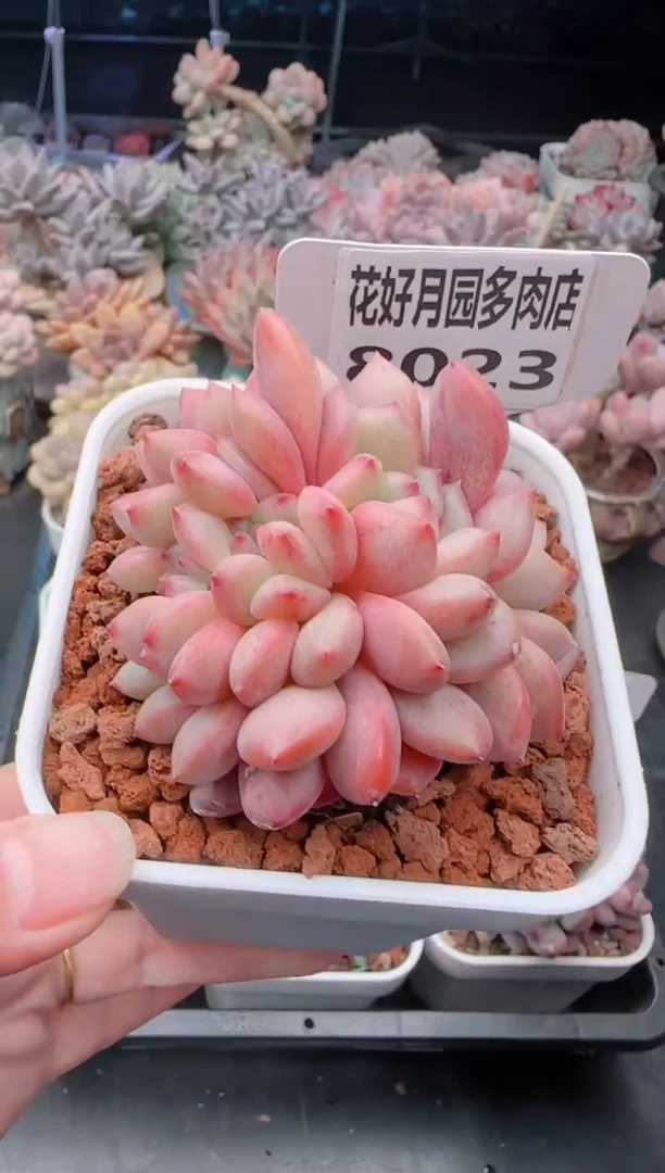 【闪购商品】8023.