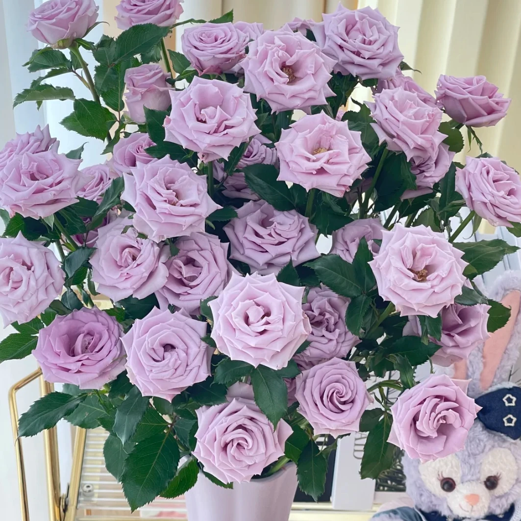 【一品花集】【九星蓝狐】多头玫瑰（注意：带包装醒花哦~）