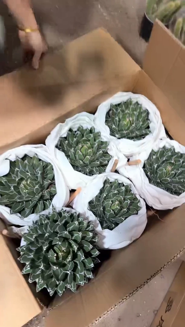 超大 屉之雪 13-18cm