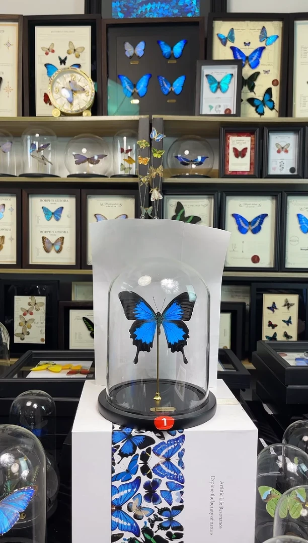 天堂凤蝶-大号玻璃罩