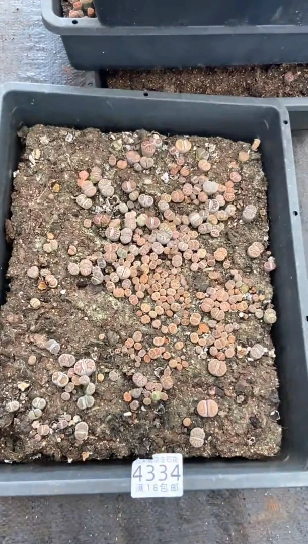4334特价菊纹章框有疤瑕疵带土不带盆发货
