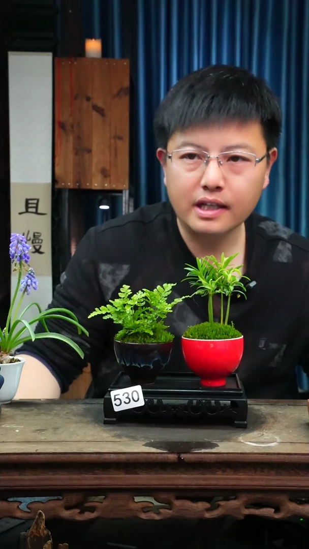 【闪购商品】苔藓微景观530号