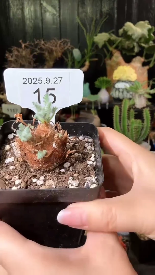 15号927福利羽叶杨奎