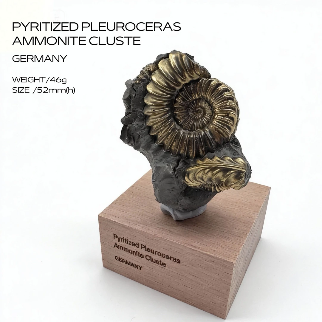 【德国/黄铁矿化菊石群】矿物标本摆设矿标收藏