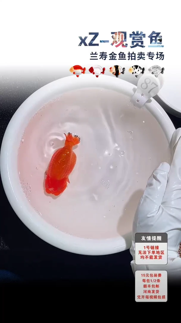 海水鱼包装必拍未拍顺丰到付87号