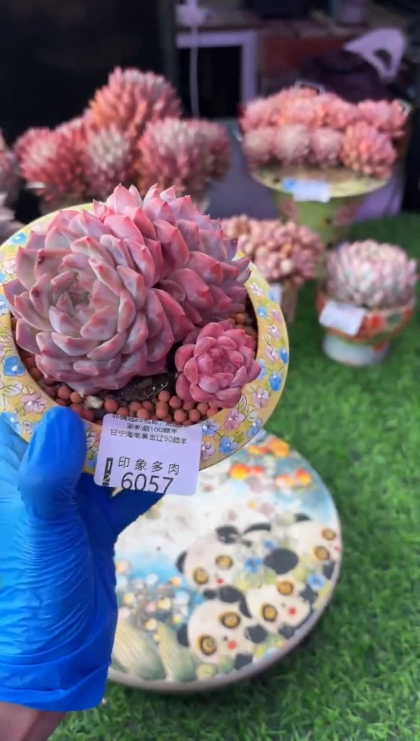 昆明印象多肉6057