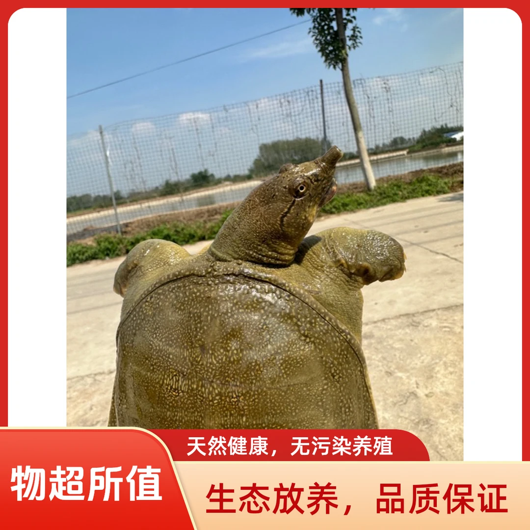 鲜活外塘散养中华鳖甲鱼公母可选送到