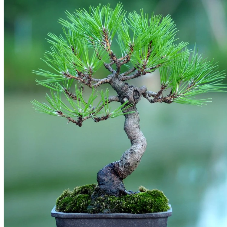 黄山松盆景盆栽地栽庭院假山茶桌黄山松安徽黄山松盆景