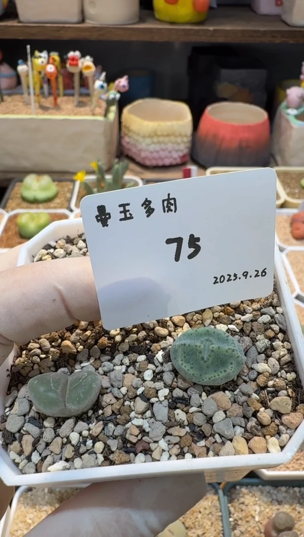 ʚ***ɞ25.9.26-75梅事哒