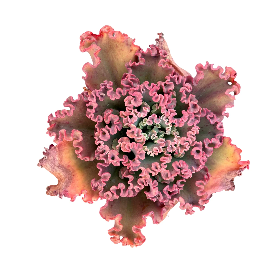 女王花笠多肉植物精选优质种植售后基地自产自销优选根系