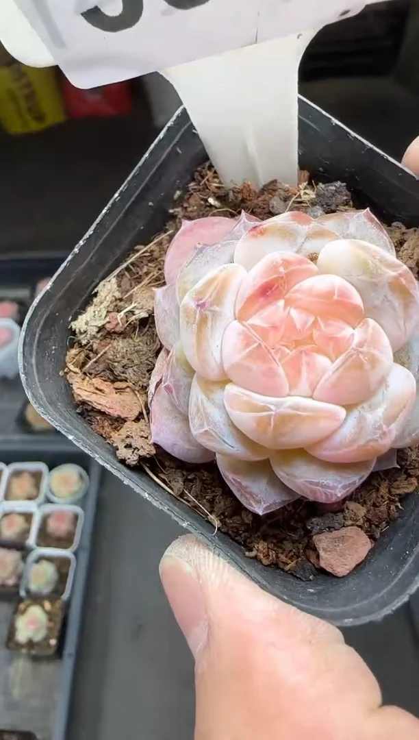 【闪购商品】一物一拍0222—398