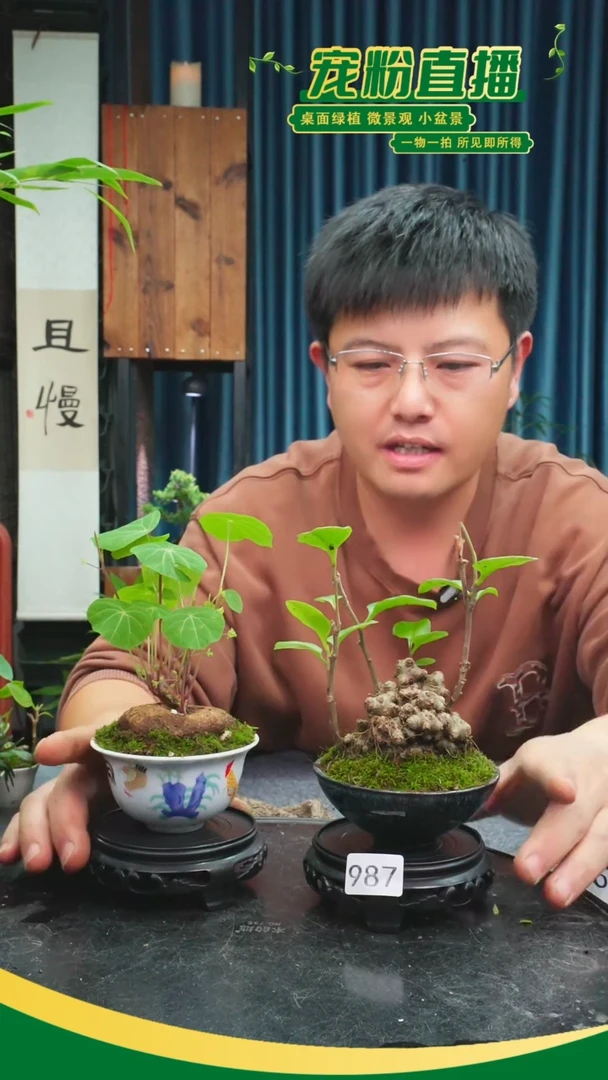无花朵喝****啡苔藓微景观987号
