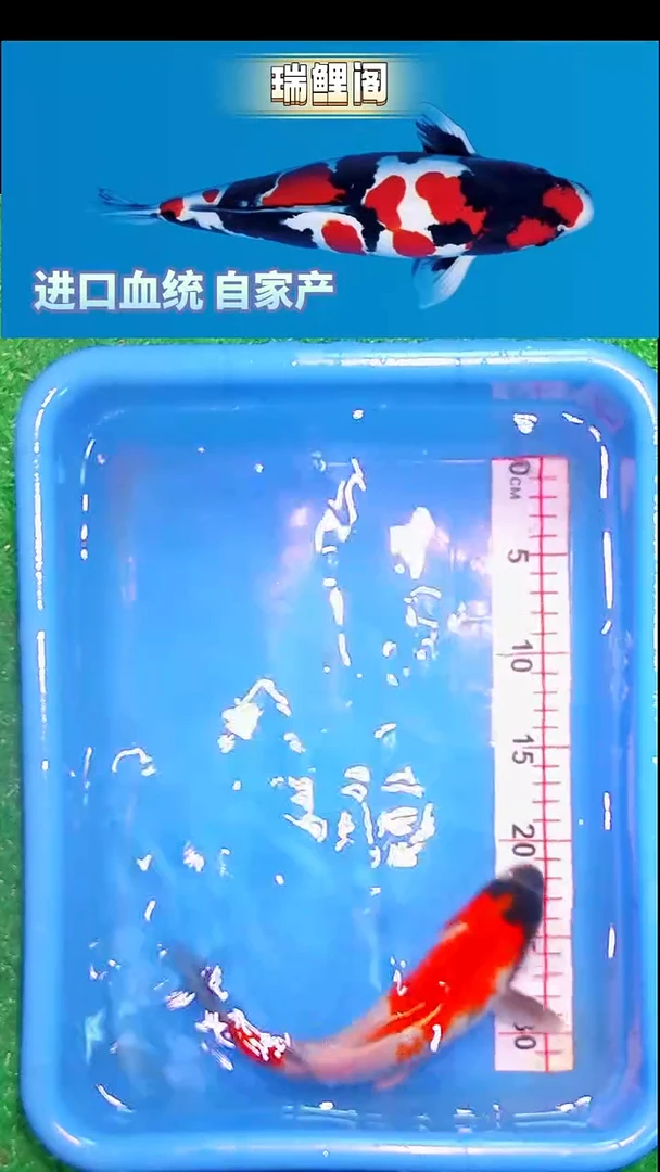 锦鲤瑞鲤阁精选--24