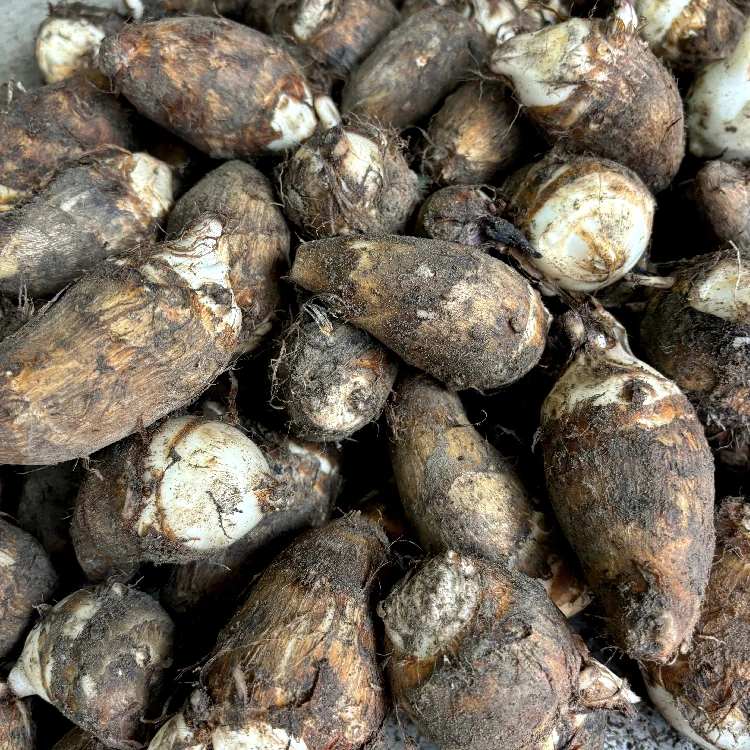 江西赣州正宗小芋头仔新鲜奶芋粉糯芋农家直发2.5斤5斤