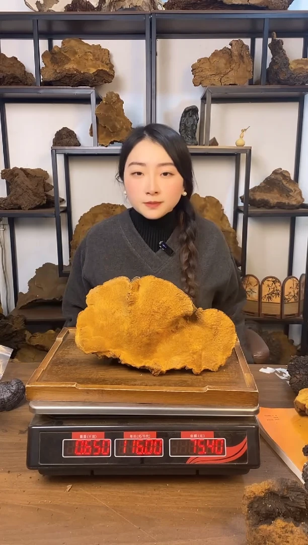 藏区野生松针层孔菌