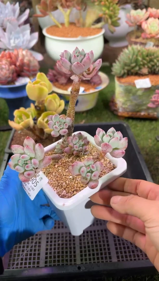 【闪购商品】11905