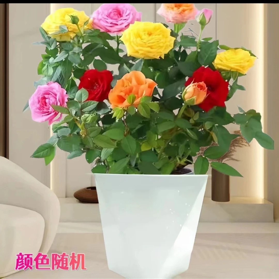 【多色月季带花苞直发】四季开花阳台月季花苗花卉1
