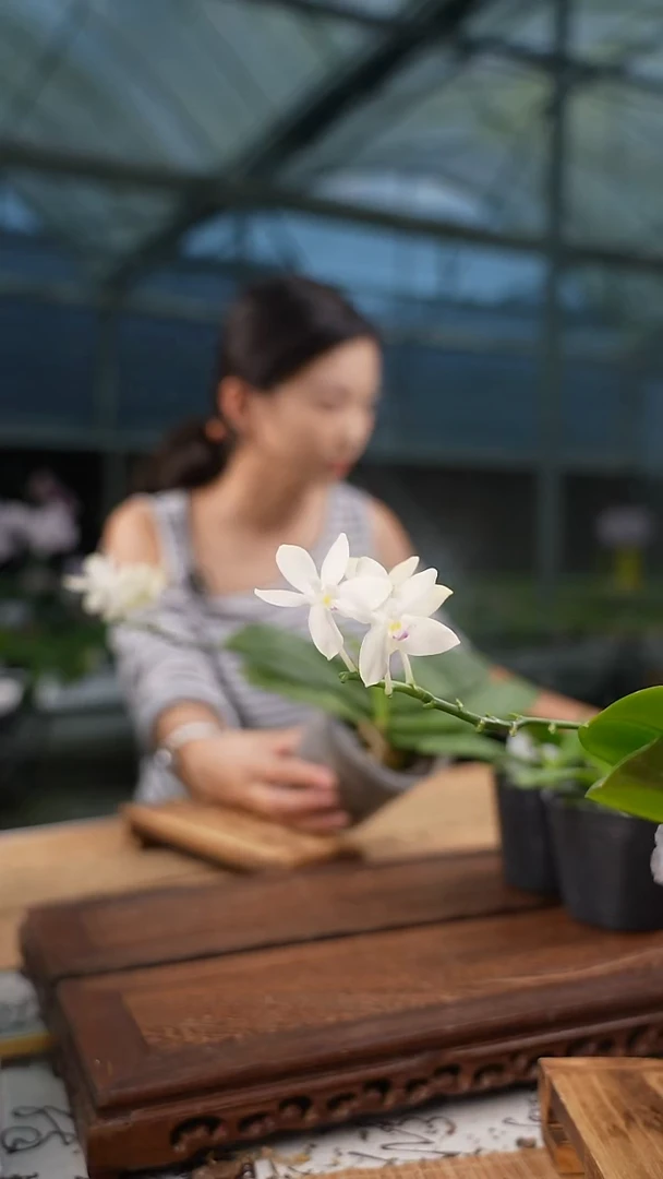 完全开放纯白c2 碳棉杯种植