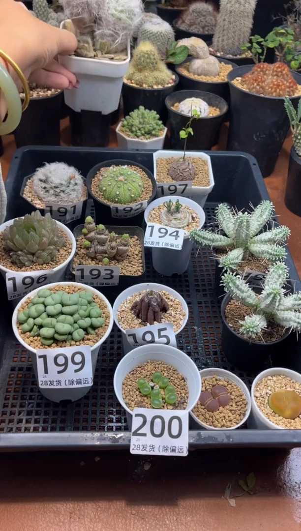 ❤**❤惊喜姐专拍叶刺玉双头