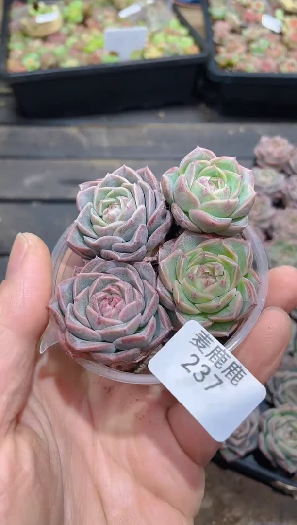 237蓝色妖姬      量拍4颗