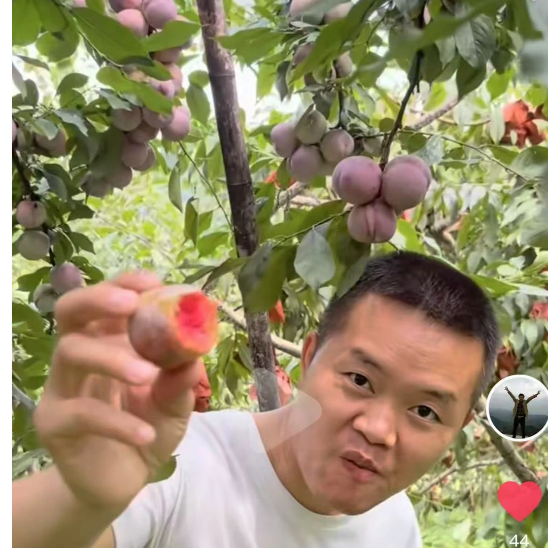 贵州三穗雪洞高山芙蓉李