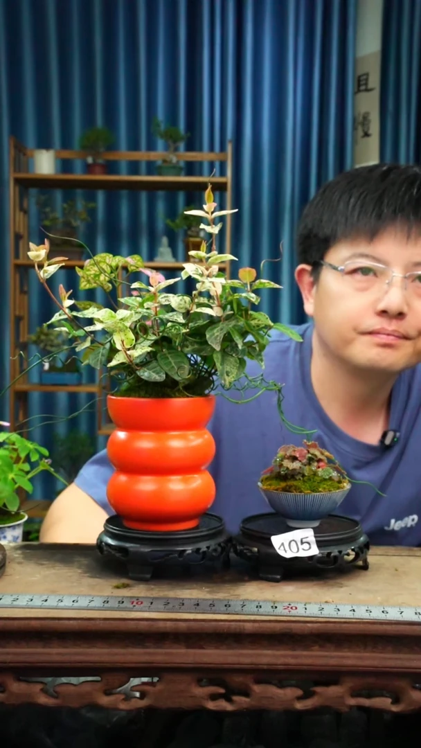 无花朵苔藓微景观405号