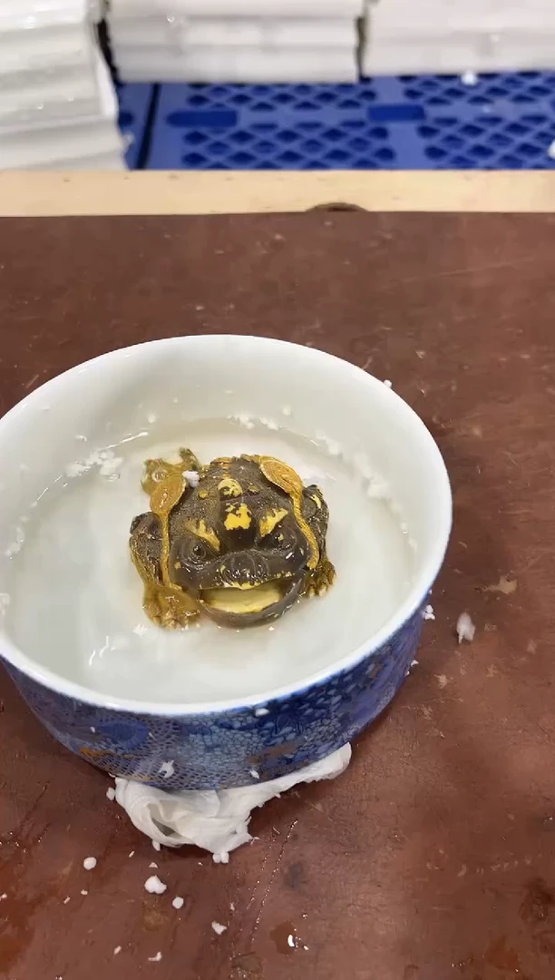 其他@@@@@@@@@@@无礼盒