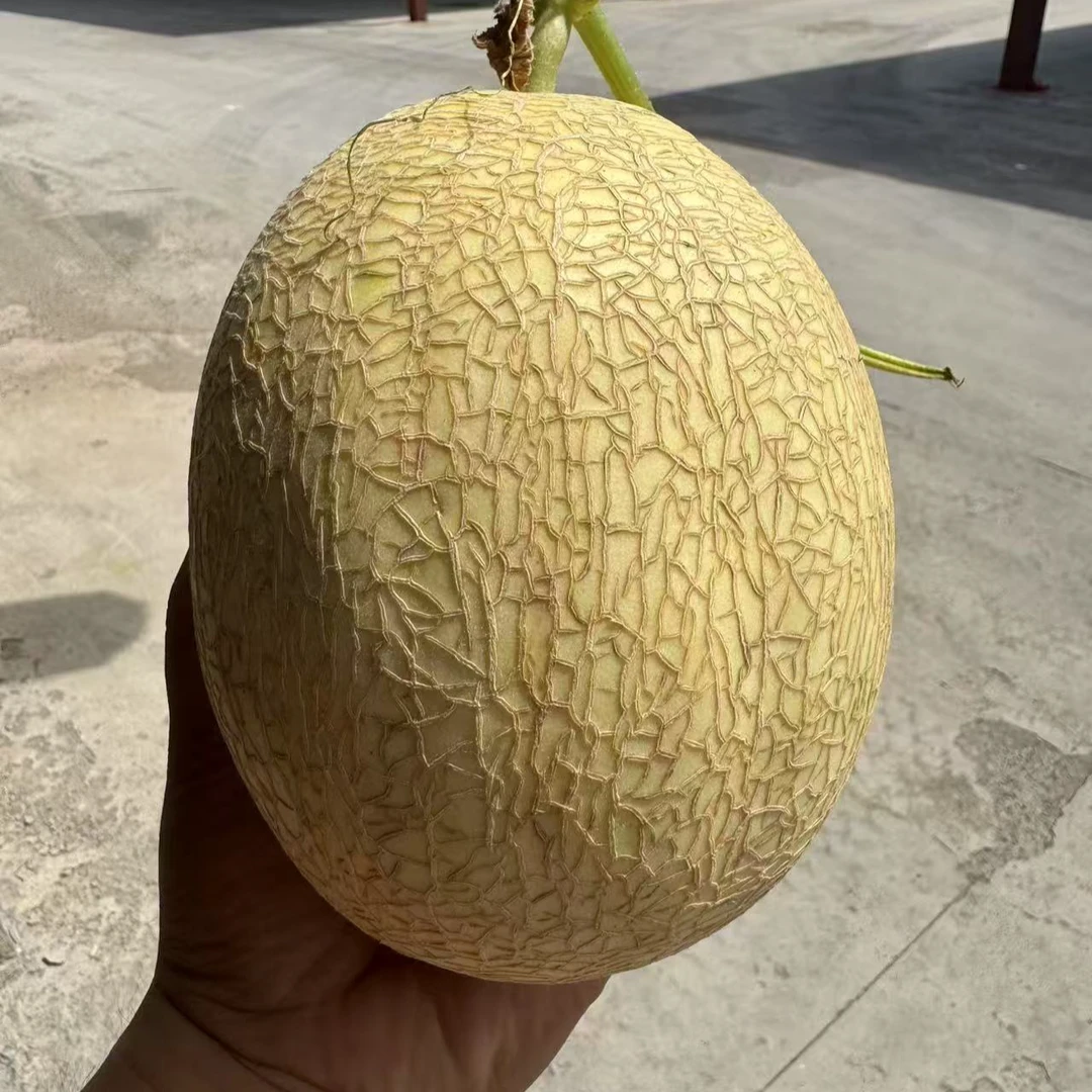 山西高山哈密瓜脆甜多汁新鲜产地直发