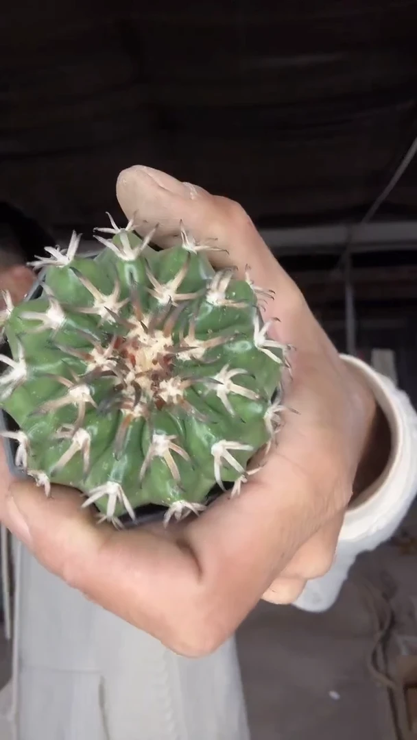 实生大号猫爪圆盘玉99.99