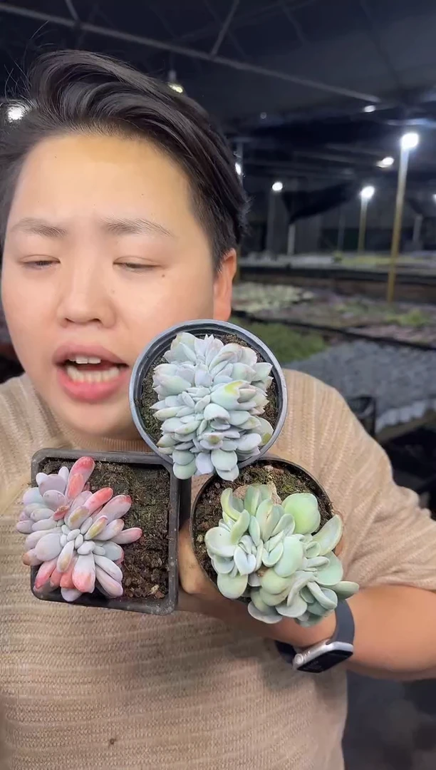 粉兔缀+白茶缀+可爱玫瑰缀 3颗带盆土9.99