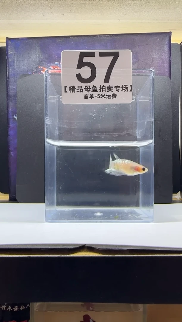 斗鱼母鱼编号：57
