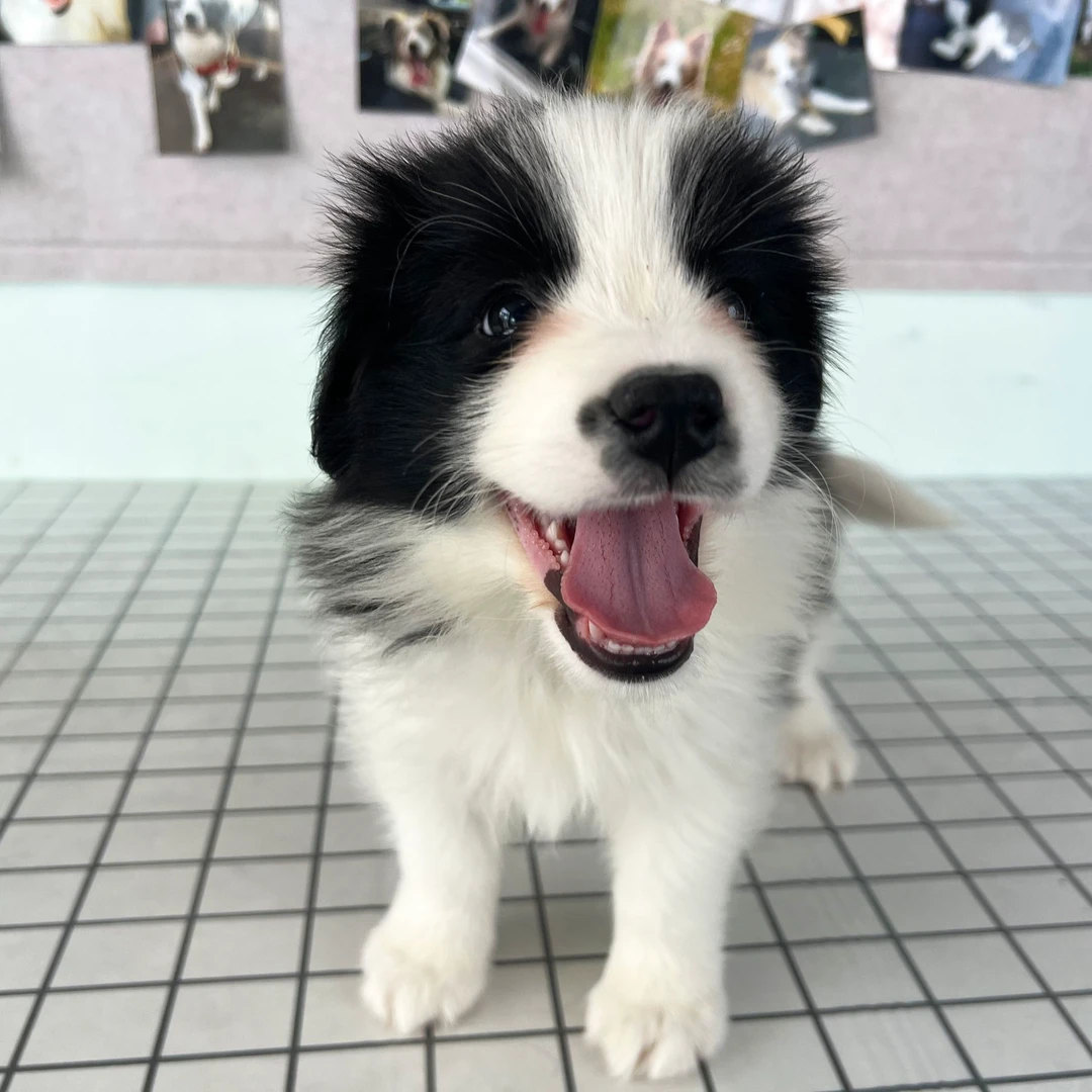 大饼-黑白色边牧边境牧羊犬幼犬妹妹