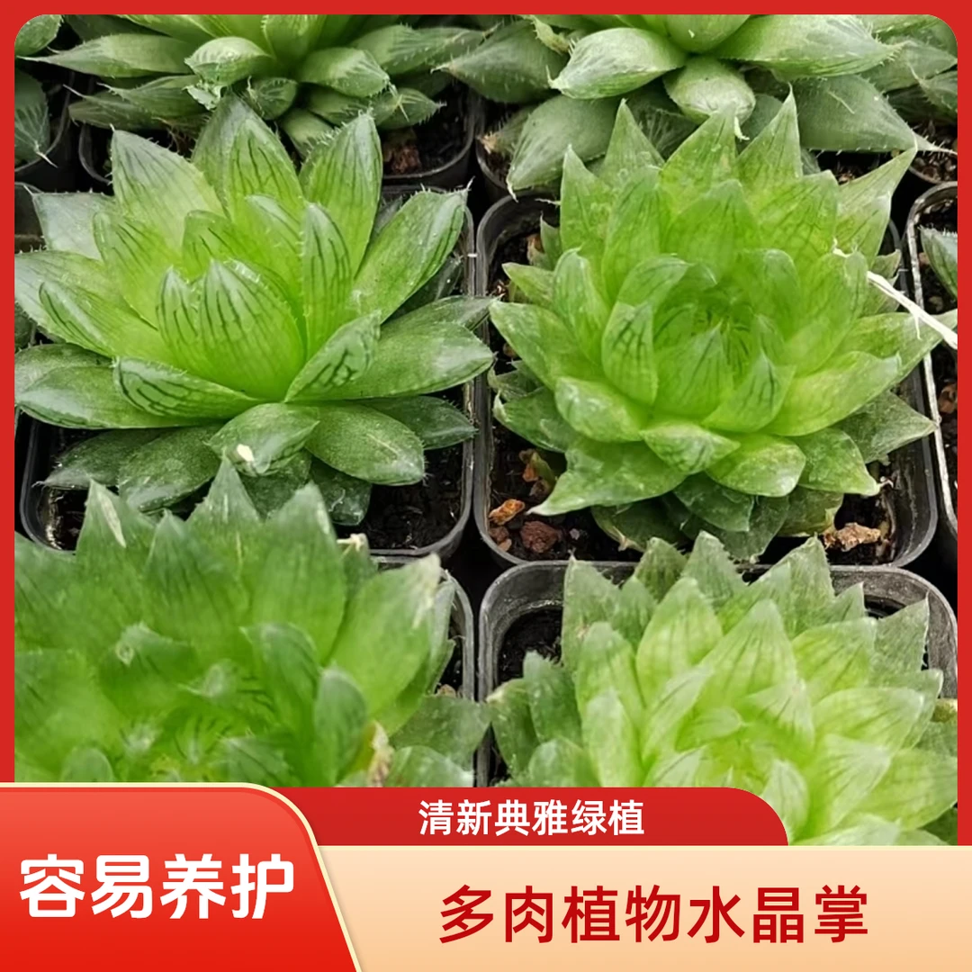 玉露4多肉植物盆栽品种好养适合办公室阳台