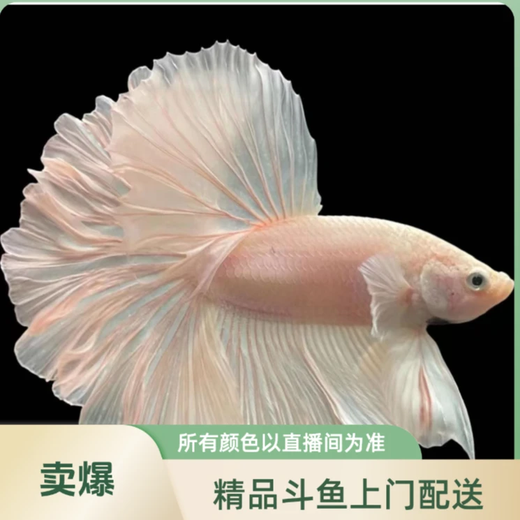 心上鱼泰斗水族馆福袋 随机发  低于10度拍加热包