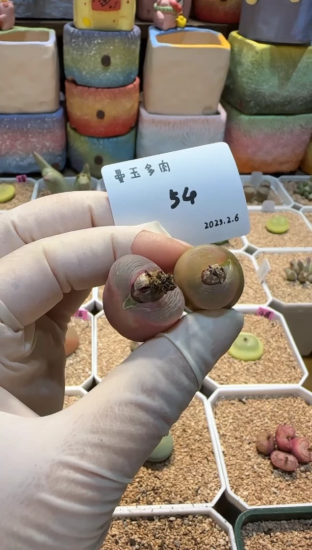 【闪购商品】25..2.6-54wxhjl