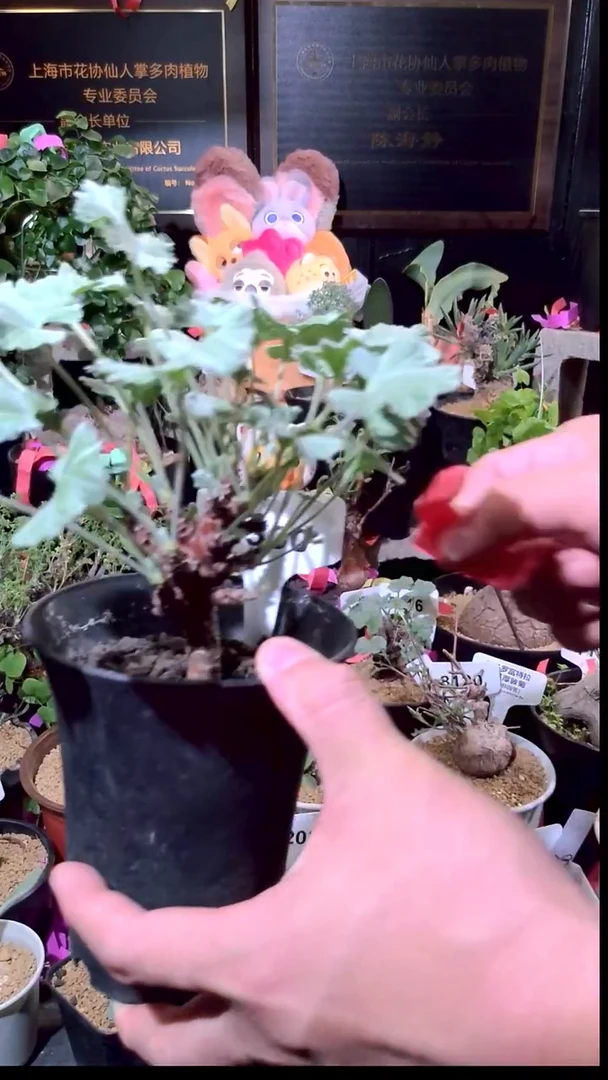 8300号1230精品植物枝干杨奎