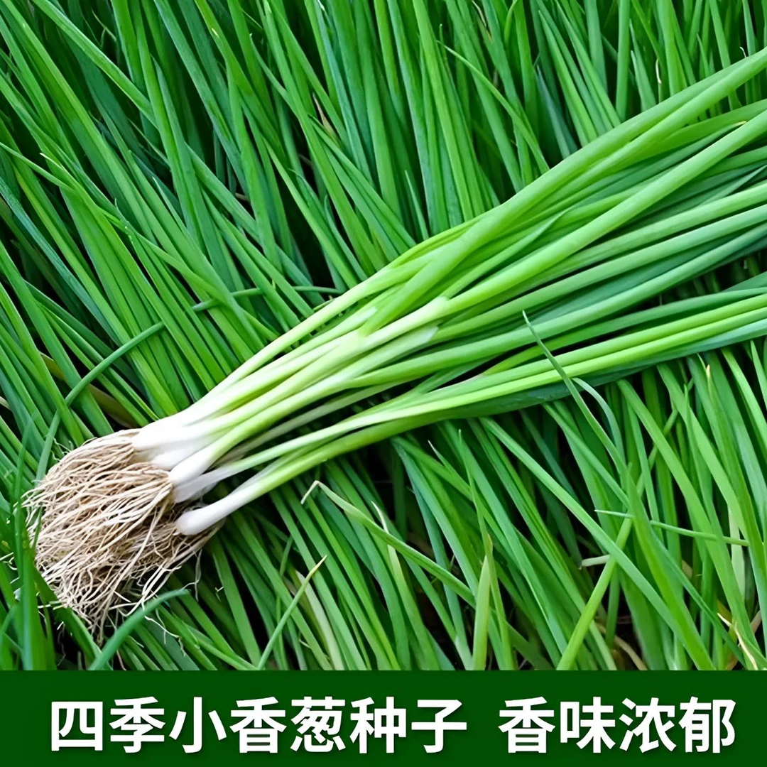 小香葱种子四季易种小香葱阳台室移栽盆栽葱种子家庭菜种子