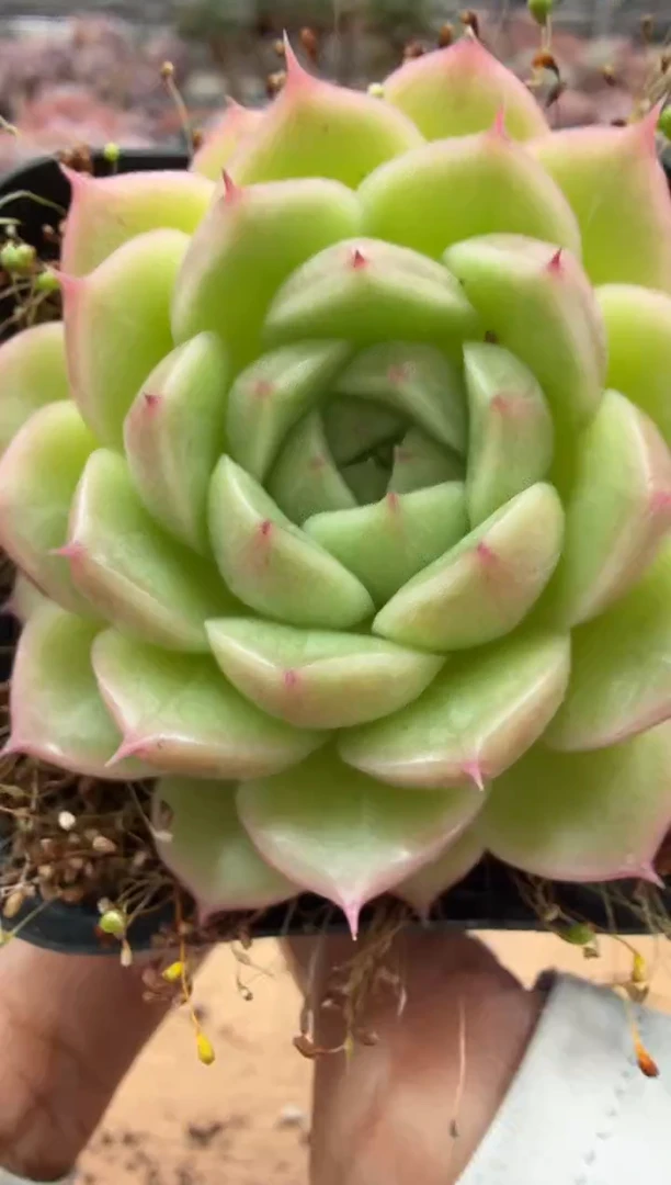 东云多肉园二店-331