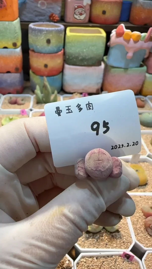 【闪购商品】25.2.20-95