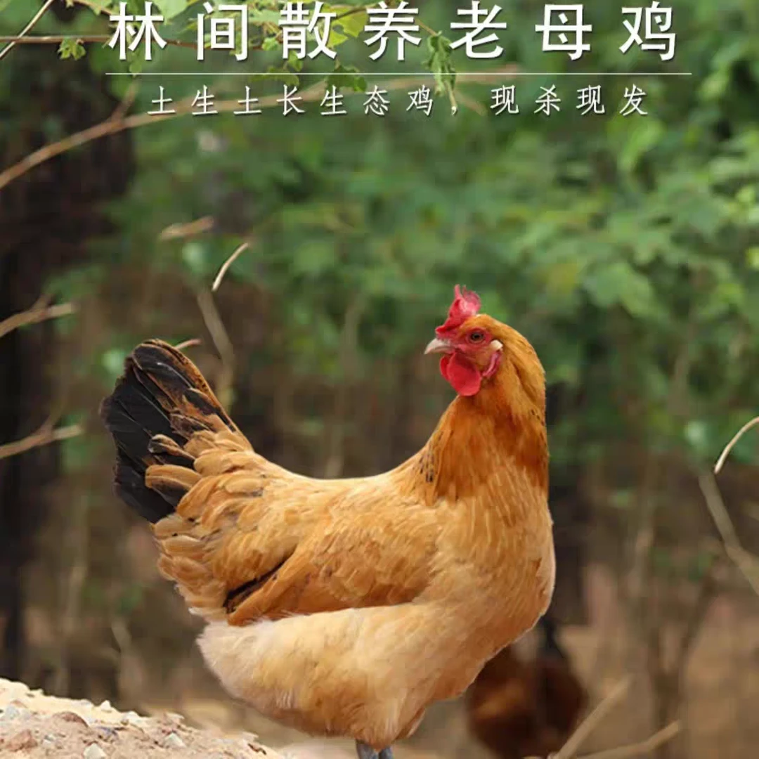 黑腿两年的黄油老母鸡买一送一两只毛重8-9斤净重5-6斤