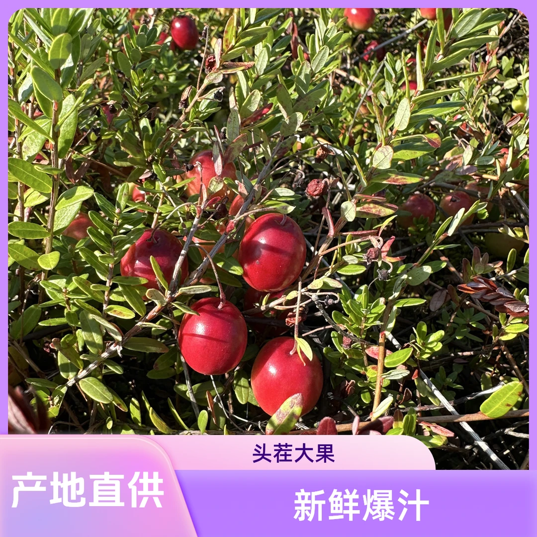 蔓越莓鲜果产地直供|当季头茬大果 | 新鲜采摘 | 爆汁酸甜鲜果