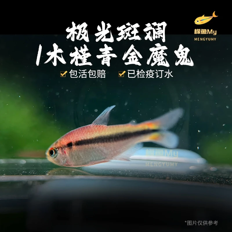 木槿青金/极光斑斓魔鬼灯鱼