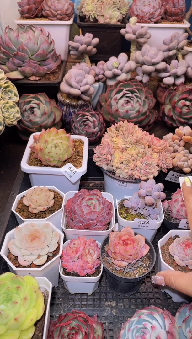 【闪购商品】427火烈鸟