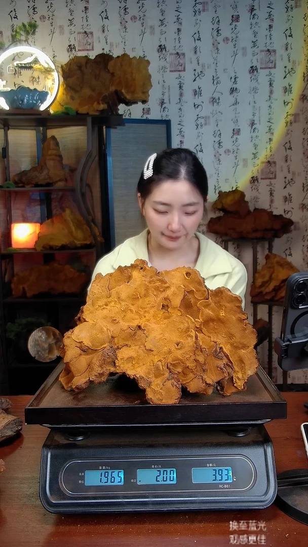 松针层孔菌中国大陆【藏区】松树桑黄（3.93斤）50-60年份