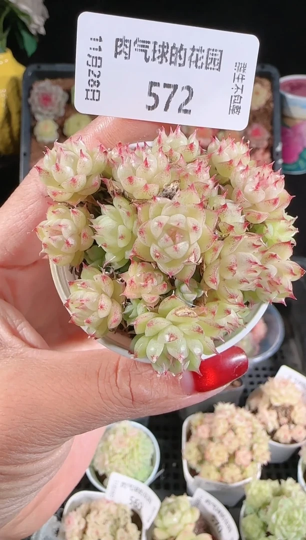 多肉1128-572群生不包整