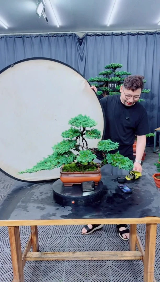 无花朵珍珠柏盆景...