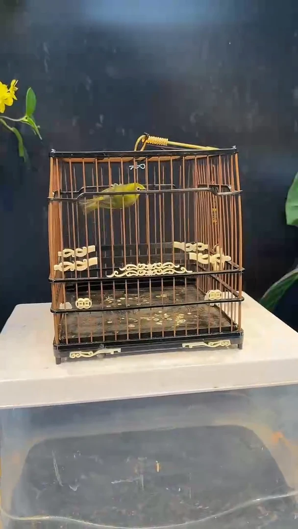 79号 绣眼 养笼  0元起拍