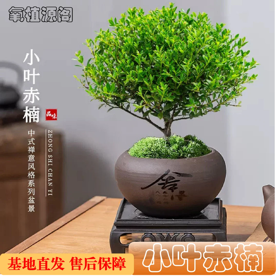 小叶赤楠带盆办公室内盆栽基地直发客厅茶室盆景15公分高花卉绿植