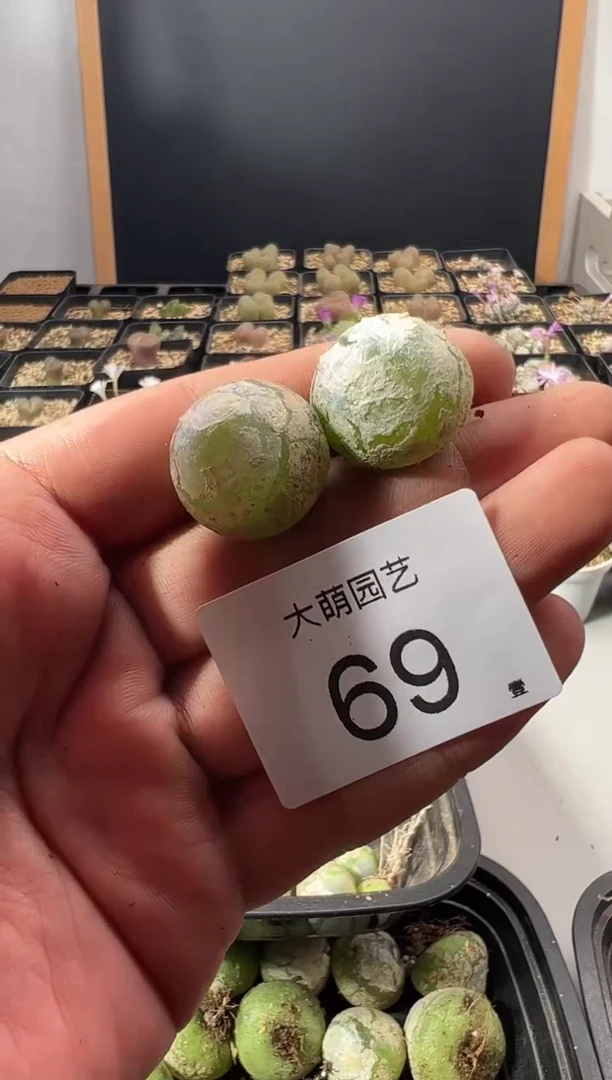 一物一拍          --69